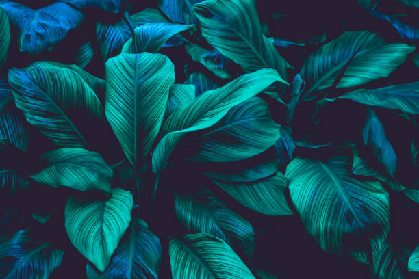 スパティフィラムカニフォリウムの葉,自然背景 - 緑色 写真 ストックフォトと画像