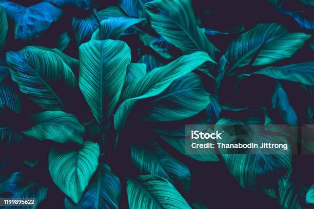 Leaves Of Spathiphyllum Cannifolium Nature Background Stock Photo - Download Image Now