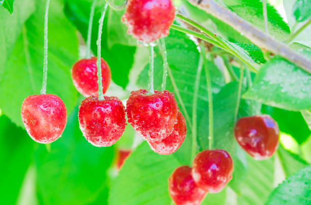 istock Wet shiny cluster of red cherries fruit with water drops hanging on tree 1199895679