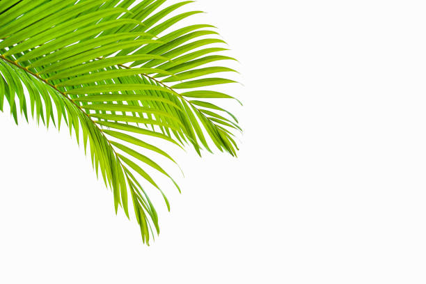 istock tropical coconut leaf isolated on white background 1199896356