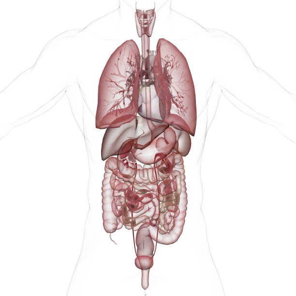 hervorgehobene innere organe und transparente haut weißen hintergrund 3d rendern - darmspiegelung grafiken stock-fotos und bilder