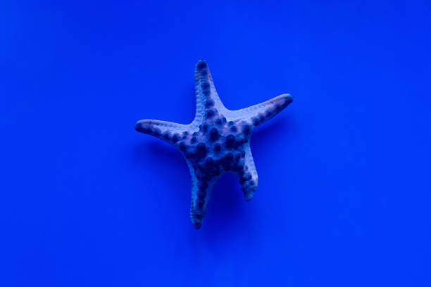 starfish swimming under water in aquarium with blue lighting
