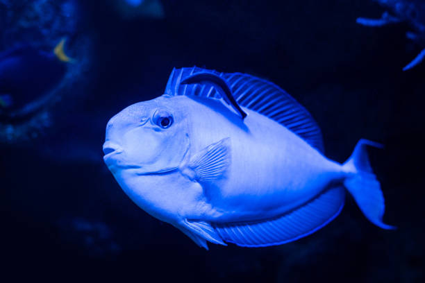 istock exotic fish swimming under water in aquarium with blue neon lighting 1199899283