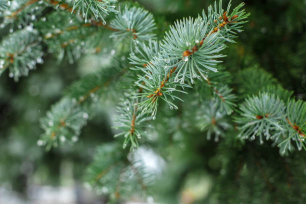 雪に覆われた冬の公園の緑のクリスマスツリー - christmas branch pine tree evergreen tree ストックフォトと画像