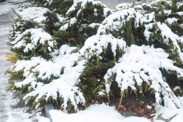 istock Green bushes covered with snow close up 1199900577