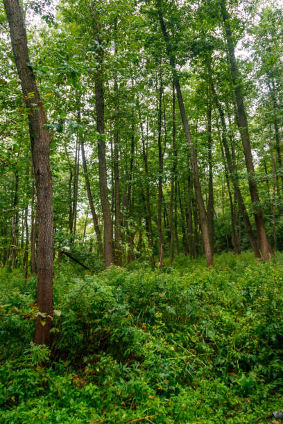 istock View of a green forest at summer 1199900700