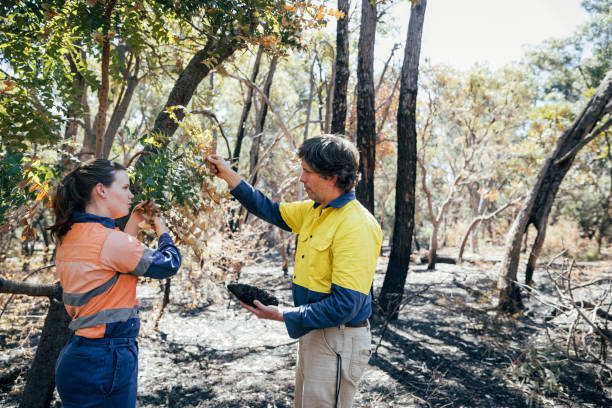 istock Environmental & Conservation Sciences Examine the Banksia Tree 1199901026