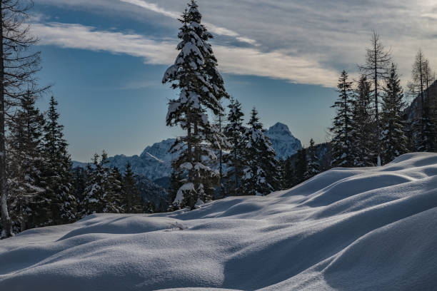 istock Idyllic Spruce Forest and Snow,Nassfeld, Carnic Alps, Austria 1199902293