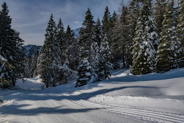 istock Idyllic Spruce Forest and Snow,Nassfeld, Carnic Alps, Austria 1199902322