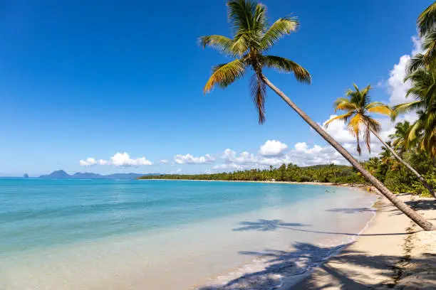 Sainte-Anne, Martinique, FWI - Leaning coconut palm trees in Anse Michel beach. Diamond rock (Le Diamant) in the back