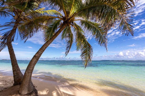 Sainte-Anne, Martinique, FWI - Coconut palm trees in Anse Michel beach stock photo