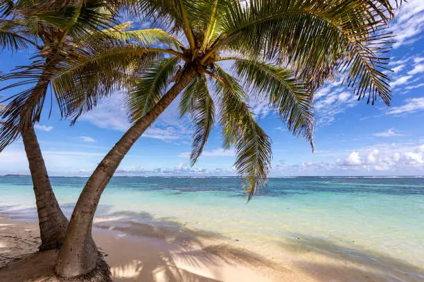 Sainte-Anne, Martinique, FWI - Coconut palm trees in Anse Michel beach