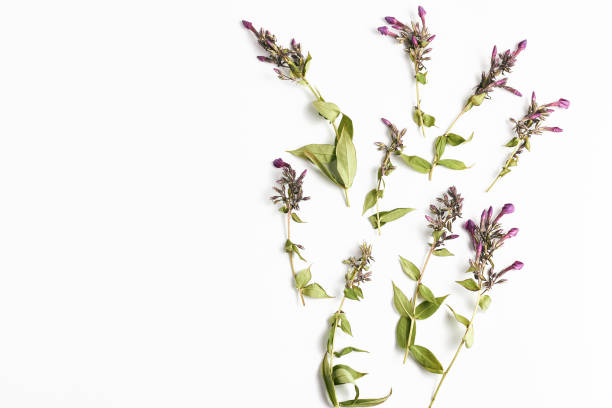istock border with wildflowers on white background. flat lay, top view, copy space 1199905095