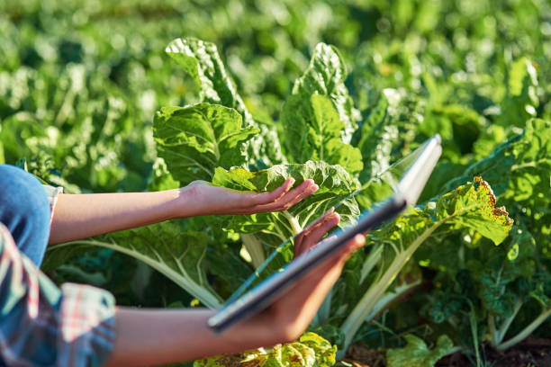 istock Organically grown veggies always look and taste better 1199905469