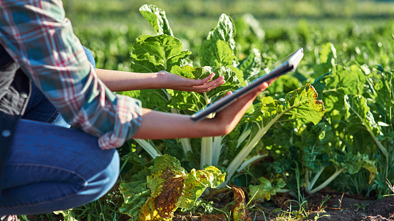 Cropped shot of an unrecognizable female farmer using a digital tablet while inspecting crops on her farm
