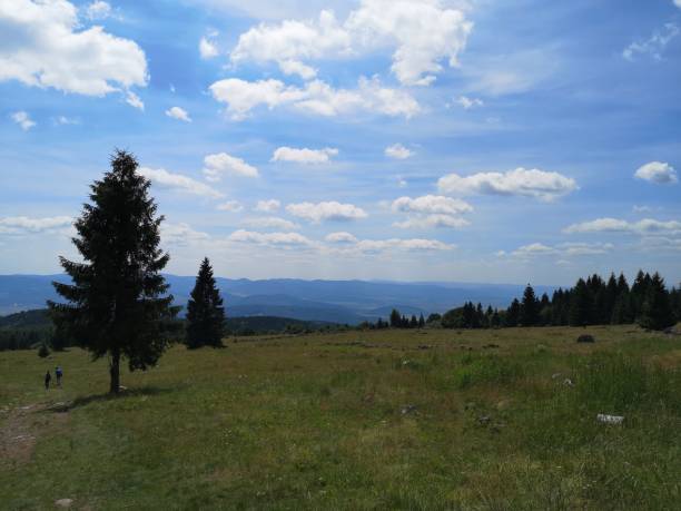 istock Two people hiking on a big grassy field with a single pine tree on it 1199906687