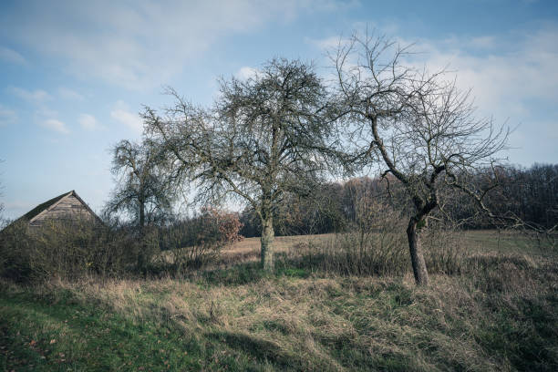 An old, abandoned barn in an old fruit orchard. Autumn. Trees without leaves.