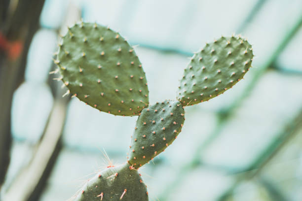istock Close-Up Of Prickly Pear Cactus 1199908317