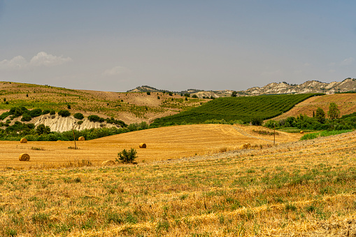 Rural landscape near Montalbano Jonico, Matera, Basilicata, Italy, at summer.