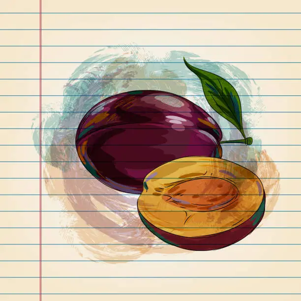 Vector illustration of Plum Drawing on Ruled Paper