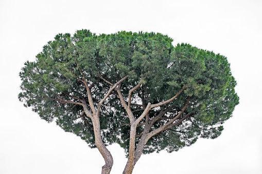 Detail of a Stone Pine tree in Rome, Italy.