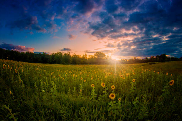 istock Sunflower field & sunset 1199913325