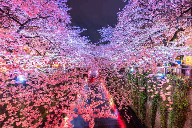 belle lumière de nuit de sakura ou rivière meguro de saison de fleur de cerise à tokyo japon - rivière meguro photos et images de collection