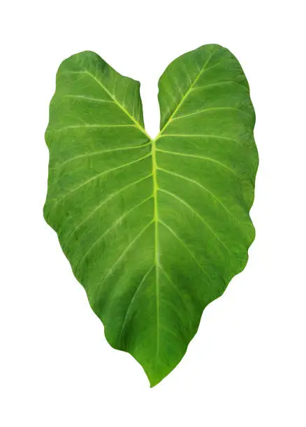 Elephant ears (colocasia) is the common name for a group of tropical perennial plants grown for their large, heart-shaped leaves. Colocasia is a genus of flowering plants in the family Araceae, native to southeastern Asia and the Indian subcontinent. Some species are widely cultivated and naturalized in other tropical and subtropical regions. Common names include karkala ko ganu, elephant-ear,pidalu, taro, cocoyam, dasheen, aloochi paane, saru, hembu, chamadhumpa/chamagadda in Telugu, shavige gadde, and eddoe