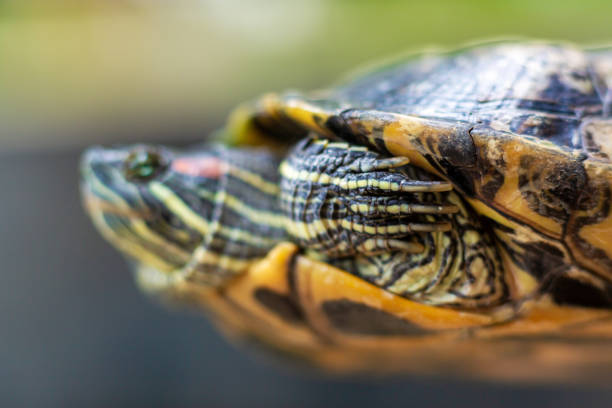 istock Red Eared Terrapin - Trachemys scripta elegans. Red eared slider turtle in the summer sunlight 1199916295