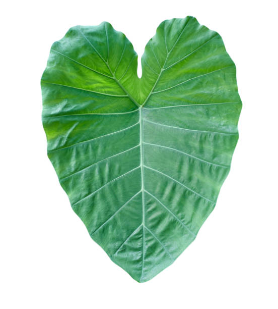 istock Single Fresh green leaf of Elephant ear (Colocasia) plant isolated on white background without shadow 1199916508