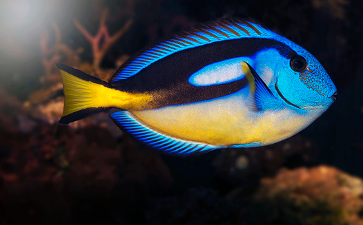 Blue Tang Fish Tropical Fish