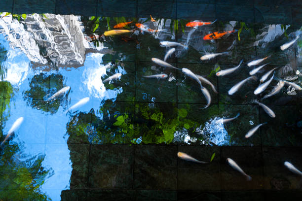 istock Live fish pond in a condo yard in Malaysia 1199916730