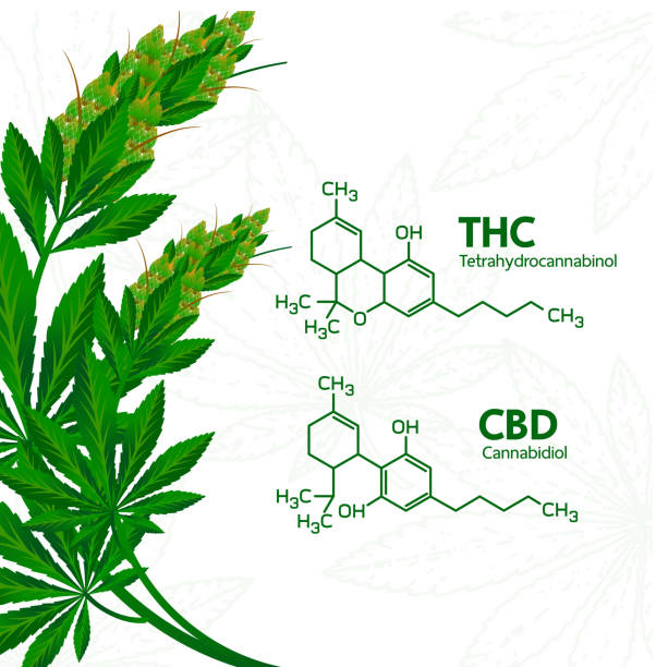 Cannabis benefits for health vector illustration. Cannabis benefits for health vector illustration. thc stock illustrations