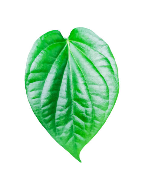 istock Single Green betel leaf isolated on white background without shadow 1199917050