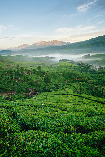 Munnar tea plantations with fog in early morning at sunrise. Kerala, India