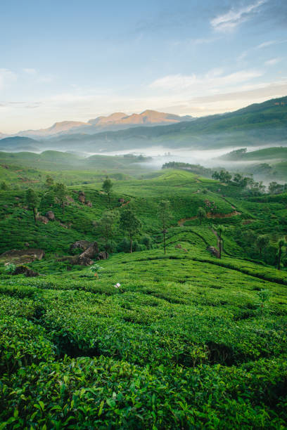 Green hills of tea plantations in Munnar stock photo