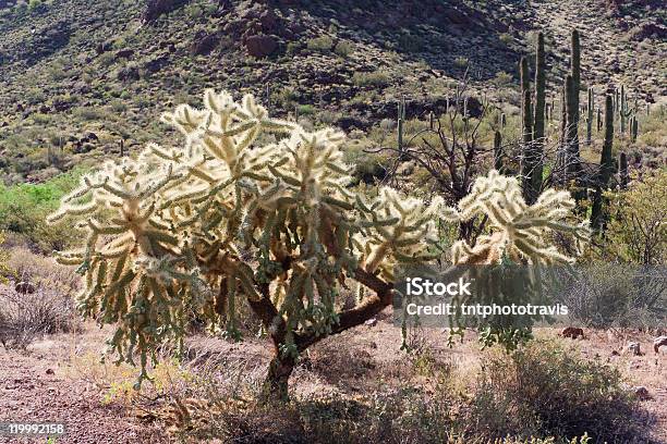 Kaktus Cholla Rano Światła - zdjęcia stockowe i więcej obrazów Bez ludzi - Bez ludzi, Fotografika, Horyzontalny