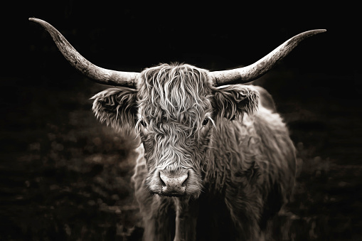 Black & white image of young horned highland cow in a field.