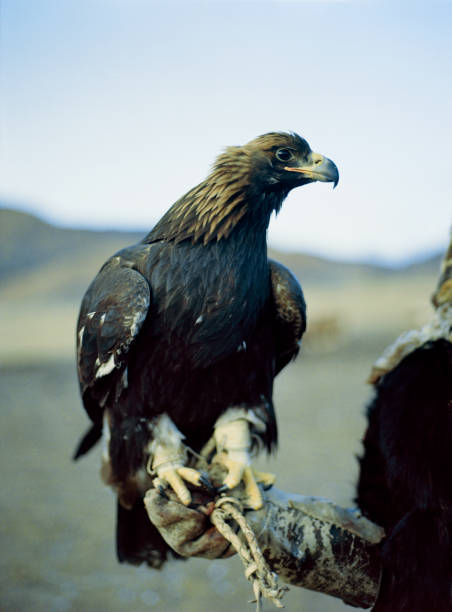 Eagle on hunter's handin desert in Mongolia