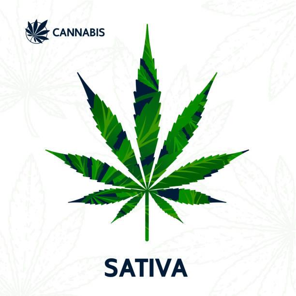 istock Cannabis sativa, indica and ruderalis leaves vector illustration. 1199923608