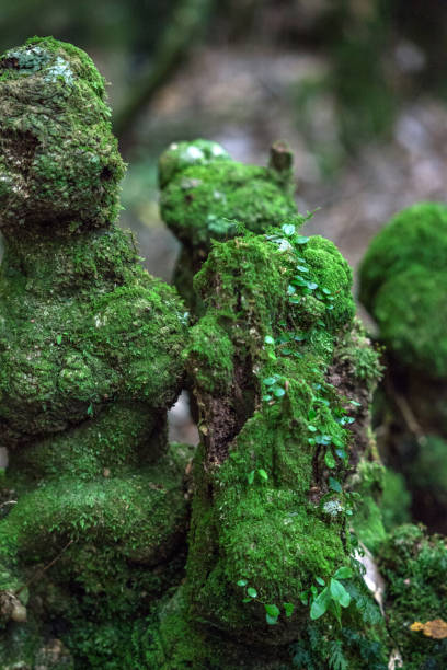 istock Close up of moss on tree trunks 1199926595