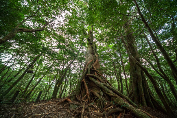 Wide angle shot of ancient tree and its wired roots