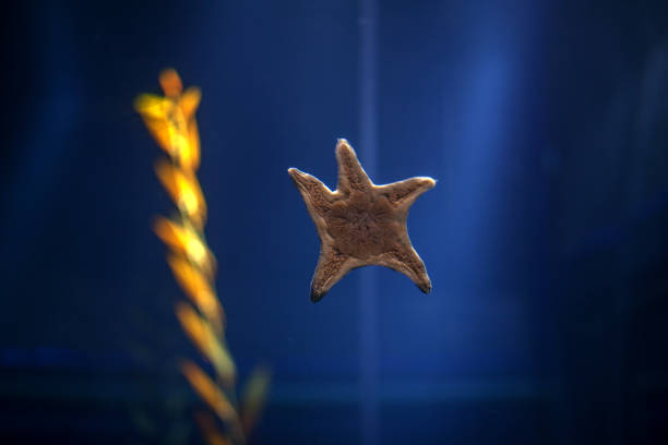 côté inférieur de l'étoile de mer sur le verre de fenêtre - sea life centre photos et images de collection