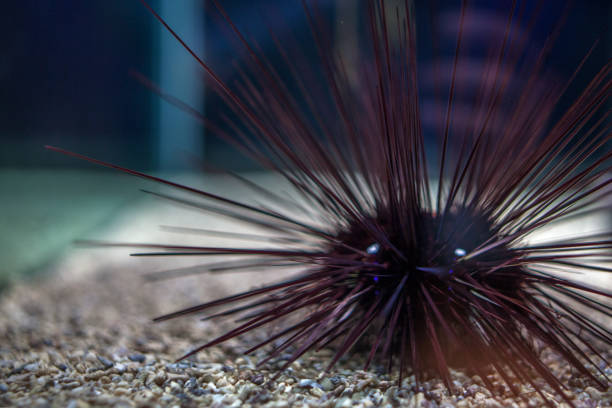 Sea Urchin Or Urchin Or Sea Hedgehog Diadema Setosum Swimming In Aquarium With Coral Reefs.