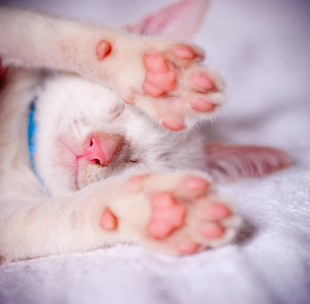 istock Portrait of white cat sleeping with paws on his face 1199926959