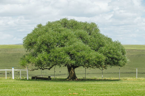 istock Pampa Gaucho 1199929717