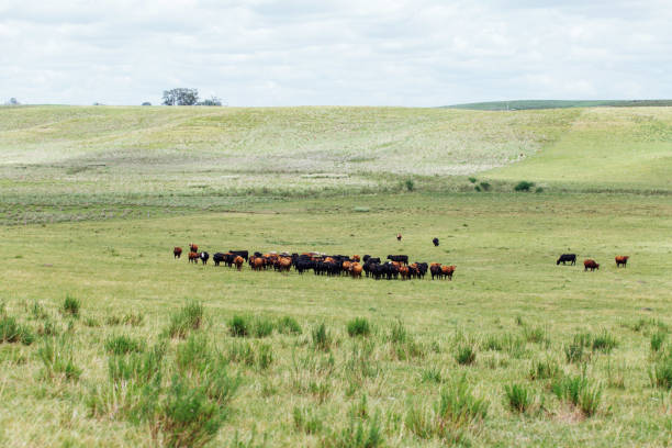 istock Pampa Gaucho 1199930264