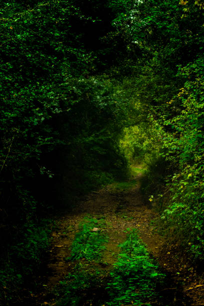 istock Green mountain road in Spain 1199930394