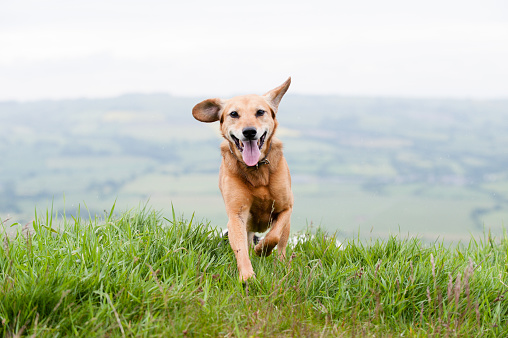 Brown crossbreed dog having fun in the countryside
