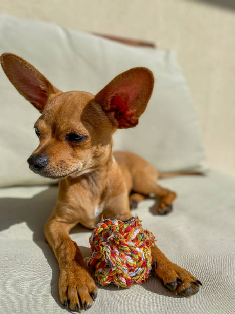 istock Chihuahua portrait 1199930644